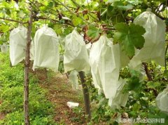 <b>葡萄袋無紡布，葡萄套上袋，讓你收獲不一樣的</b>