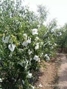 <b>冬棗無紡布套袋哪里有？ 無紡布冬棗袋定做、</b>