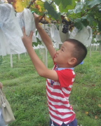 <b>哪里有無紡布葡萄袋賣？</b>