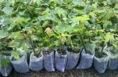 <b>無紡布育苗袋生產(chǎn)廠家哪家好？</b>