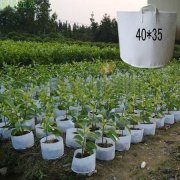 <b>無紡布育苗袋是怎么煉成的</b>