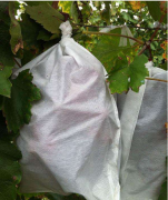 <b>無紡布石榴套袋哪家好</b>