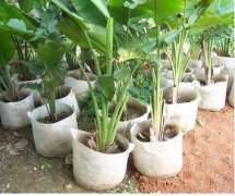 <b>無紡布盆栽植物袋</b>