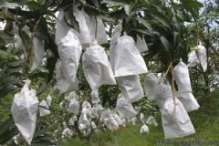 <b>無紡布石榴套袋</b>