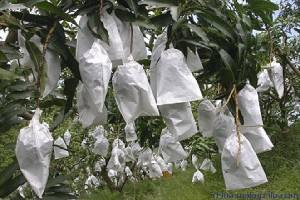 無紡布石榴套袋