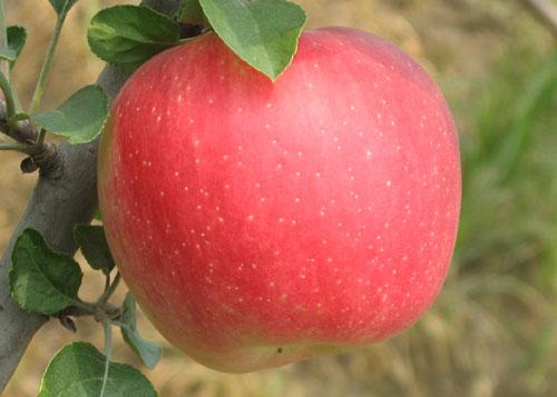 無紡布蘋果套袋