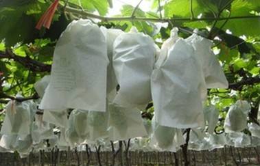 無紡布水果套袋