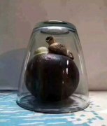 水果套袋—能控制住“山竹風暴”？