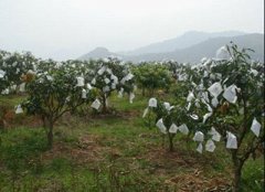 芒果無紡布袋套袋定做廠家