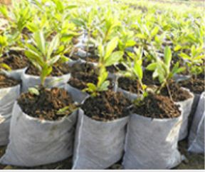 無紡布育苗袋在根種時需要去掉嗎