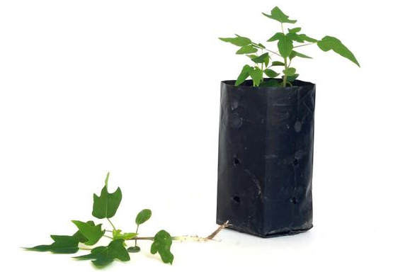 用無紡布種植袋種蔬菜如何