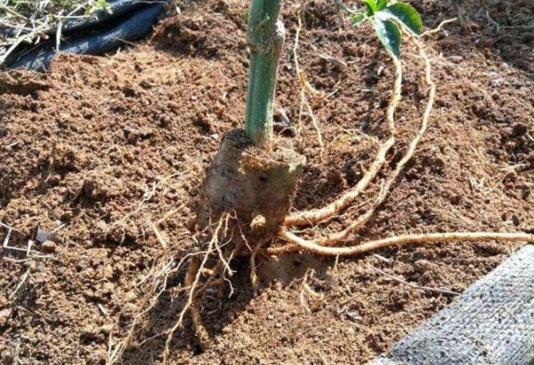 無紡布袋種植果樹的作用（百香果）