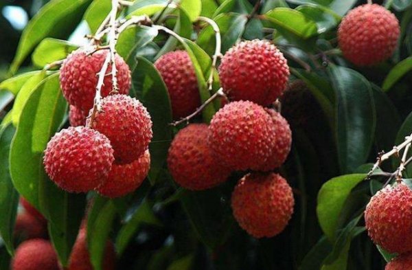 無紡布荔枝用套袋批發