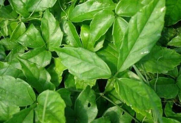 三葉青用無紡布袋種植好嗎