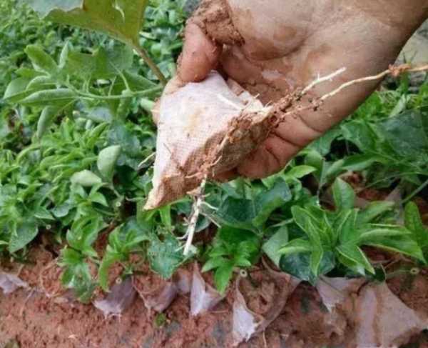 百香果苗的無紡布袋能種植嗎？