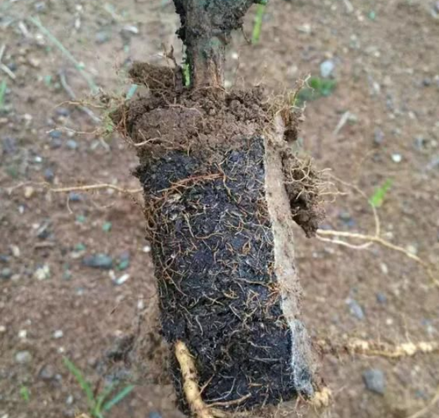 無紡布育苗袋對百香果生長是否有影響