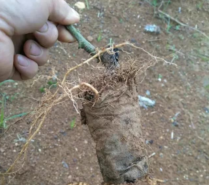 無紡布育苗袋對百香果生長是否有影響