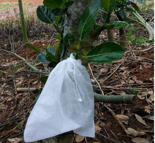 菠蘿蜜無紡布套袋價格