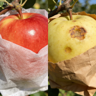 無紡布柑橘芒果袋 防日灼防潰瘍病 臍橙砂糖橘貴妃芒專用套袋